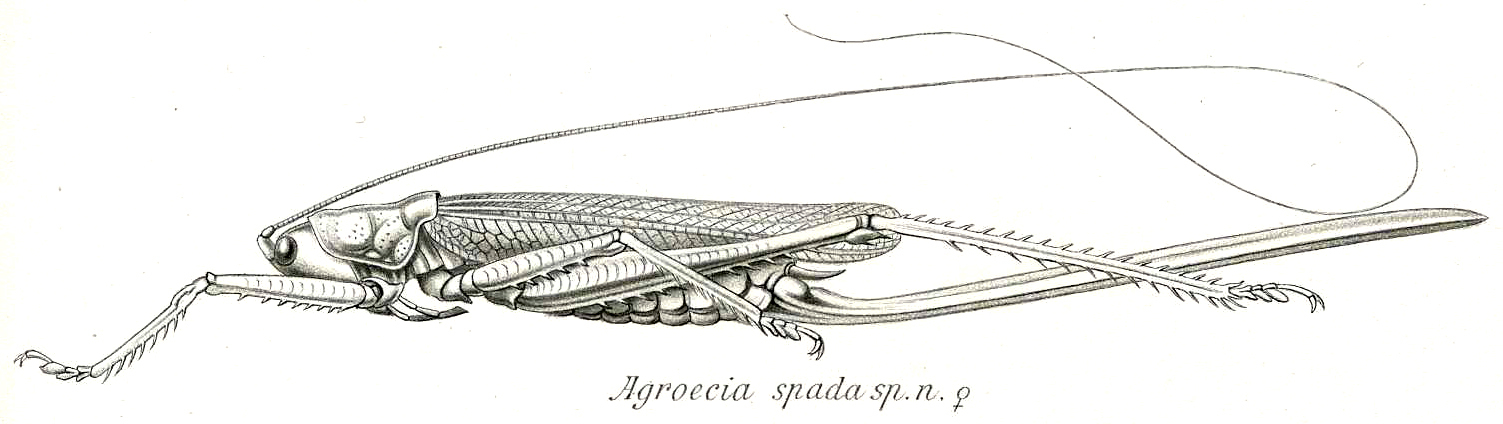 Habetia spada (Brunner von Wattenwyl, 1898): Pl. XX, Fig. 51. female (body length 43 mm, tegmina 39 mm, ovipositor 65 mm). (Otu).