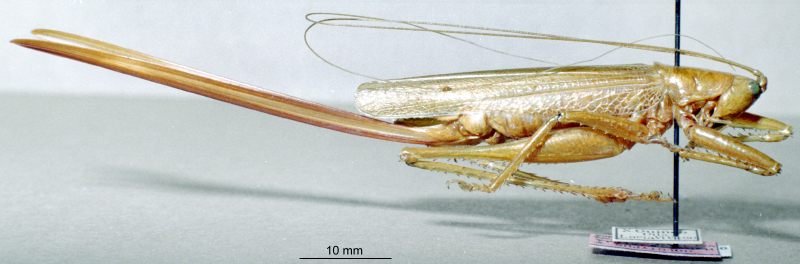 CollectionObject 1479231; 854fcdbc-e3b2-445b-b3bd-450ef5c50450: female, lateral view (holotype). (CollectionObject).