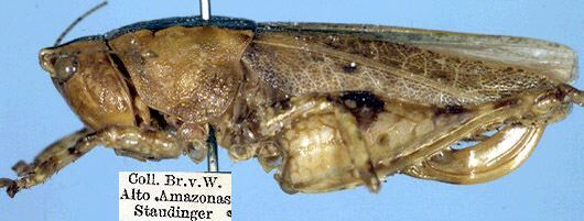 CollectionObject 1531396; 40dcd0b6-fbfb-440d-985a-30a8ceecc9e6: female, lateral view (holotype). (CollectionObject).