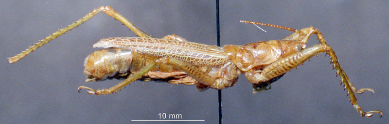 CollectionObject 1501705; f5431ec8-fc98-4910-a555-d96b91805fb4: male, lateral view. (CollectionObject).