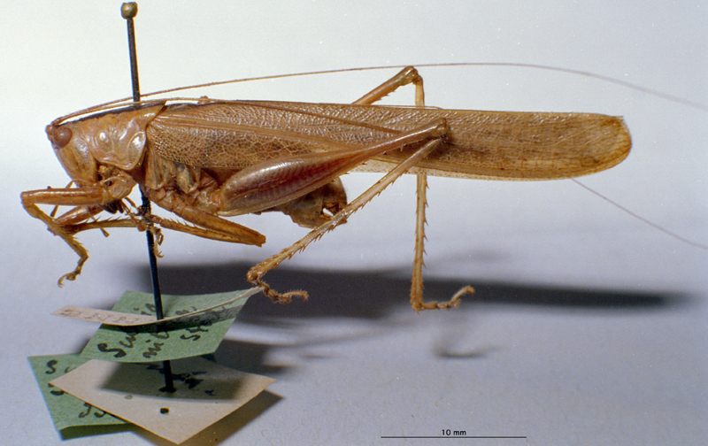 Subria nitida Stål, 1874: male, lateral view. (Otu).