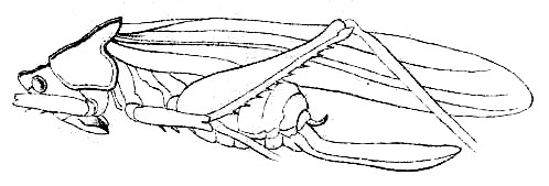 Subria sulcata Redtenbacher, 1891: Pl. III, Fig. 51. female habitus (pronotum length 7-7.5 mm, tegmina 33-40 mm, ovipositor 13.8-15 mm). (Otu).