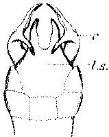 Subria microcephala Brongniart, 1897: male cerci (from Karny 1912). (Otu).