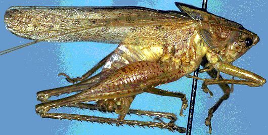 Subria scutellaris Naskrecki & Morris, 2000: male (Costa Rica, Puntarenas Prov., Las Cruces). (Otu).