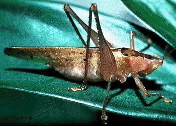 Subria sylvestris Naskrecki & Morris, 2000: male (brown form). (Otu).