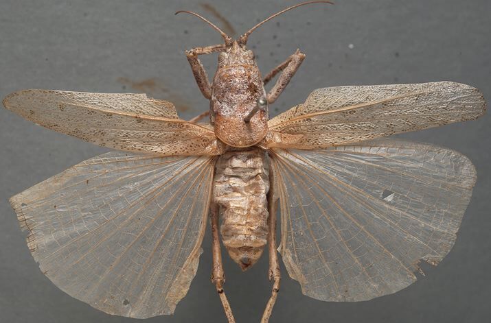 CollectionObject 1506543; 5bacb08d-1c0a-4b5e-bc8a-122dde46499a: male, dorsal view (syntype). (CollectionObject).