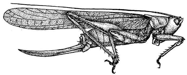 Paralobaspis gorgon Rehn, 1918: Pl. 19, Fig. 11 (after type). female (tegmina length 40.5 mm, ovipositor 18.6 mm). (Otu).