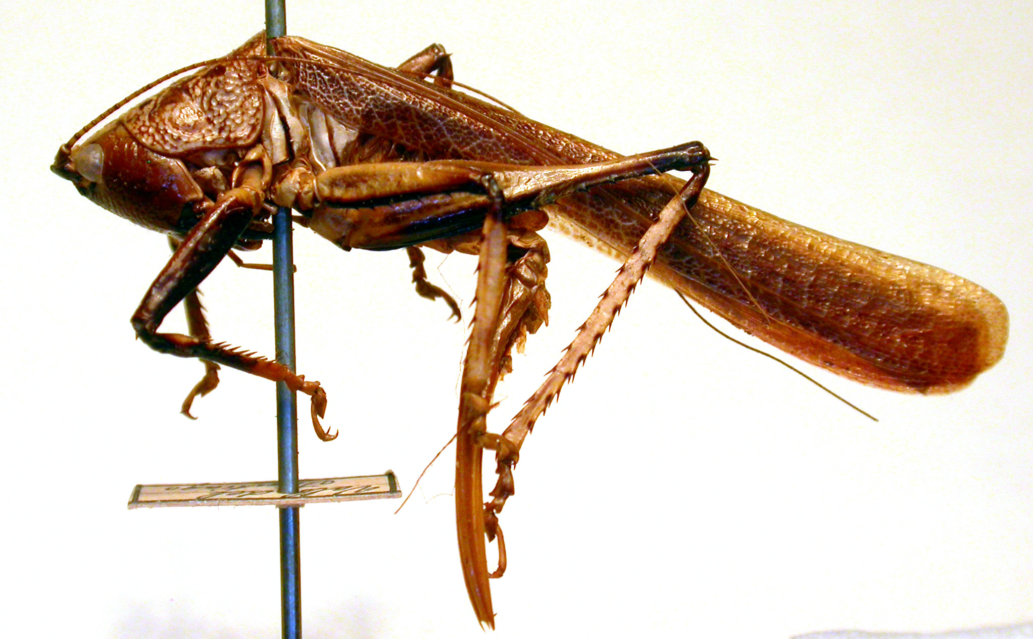 CollectionObject 1543485; 79329b08-ab68-416b-96da-beb8d641d413: female, lateral view (holotype). (CollectionObject).