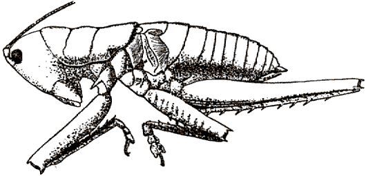 Rhacoptera atra Karny, 1907: male, lateral view. (Otu).