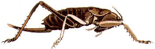 Haudrhytidaspis fusca (Karny, 1911): female habitus. (Otu).