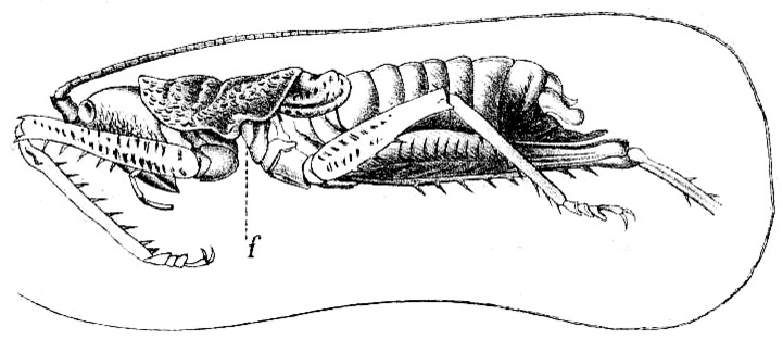 Rhytidaspis picta Redtenbacher, 1891: Pl. IV, Fig. 74. male habitus (f = foramen prothoracis, body length 41 mm, pronotum 13 mm, tegmina 6 mm, hind femora 24 mm). (Otu).