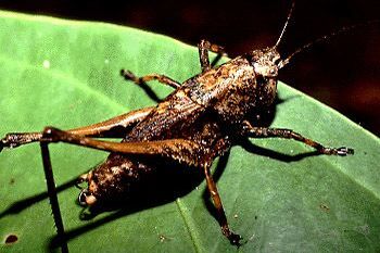 Sphyrometopa atlantica Rentz, 1976: male (Costa Rica, La Selva). (Otu).