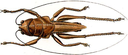Tamolana fulvida Kuthy, 1910: male (?). (Otu).