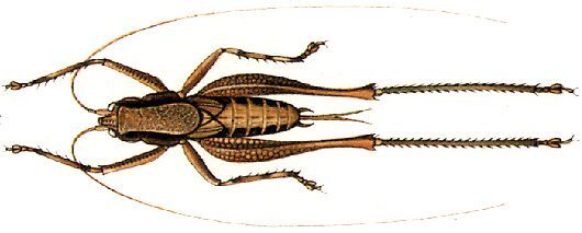 Hyperomerus griseus (Giglio-Tos, 1898): female, dorsal view. (Otu).
