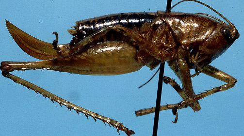 CollectionObject 1533083; b2a3de61-44a1-4cdd-822c-2250f36f21df: female, lateral view (holotype). (CollectionObject).