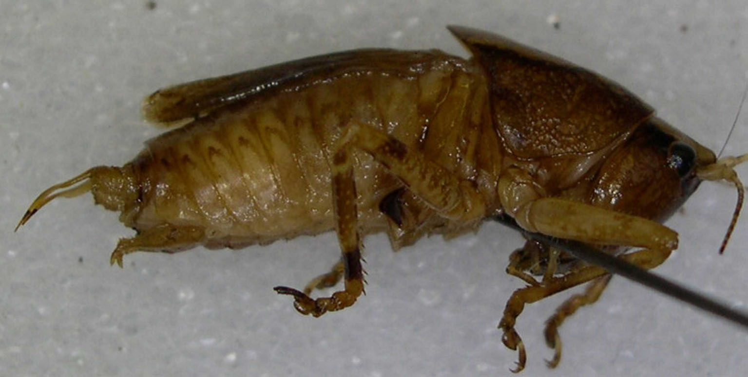 CollectionObject 1499560; b51be81a-1a1d-4185-8000-15fd6b12eaa1: male, lateral view (paratype). (CollectionObject).