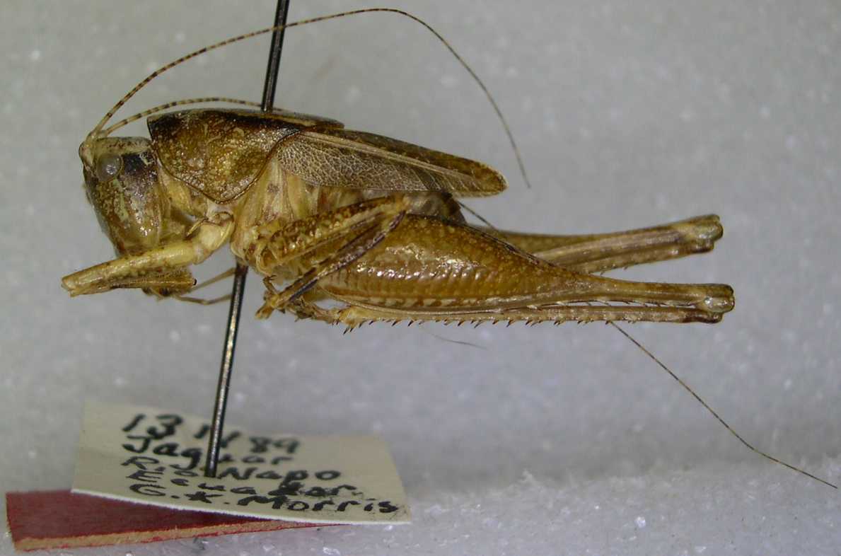 CollectionObject 1499258; 0111a94d-fe95-467a-89e1-46ae68916ff2: male, lateral view (holotype). (CollectionObject).