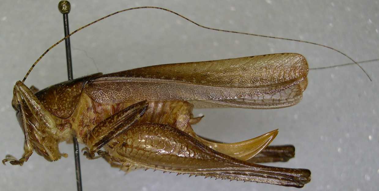 CollectionObject 1496444; c6e90eb6-e1da-433c-892f-5567e33281c8: female, lateral view (paratype of Uchuca macroptera). (CollectionObject).