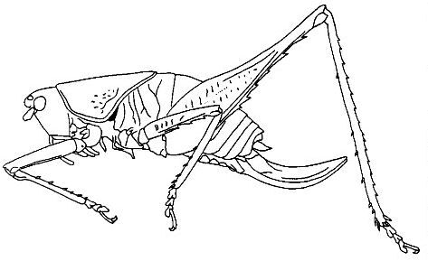 Dectinomima jenningsi Caudell, 1910: female habitus. (Otu).