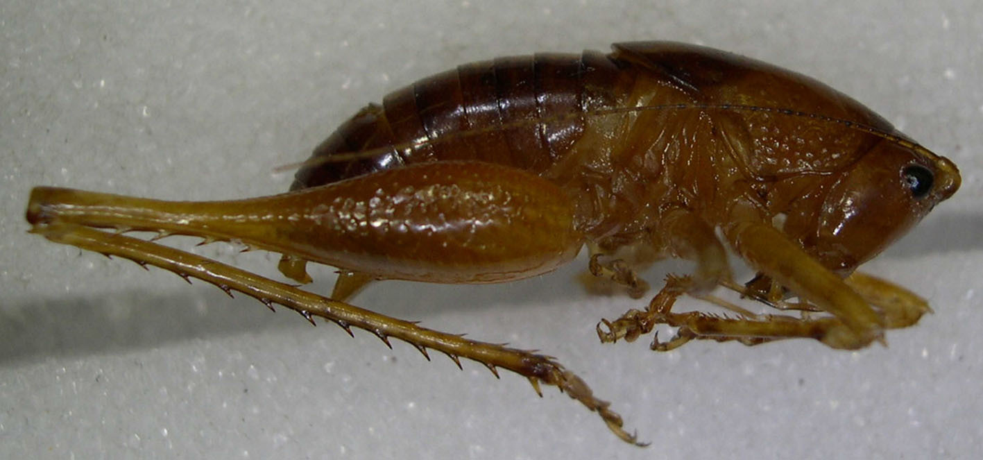 CollectionObject 1525546; f93ffb83-638f-44c4-ae50-4ff4b5f9ef27: male, lateral view. (CollectionObject).