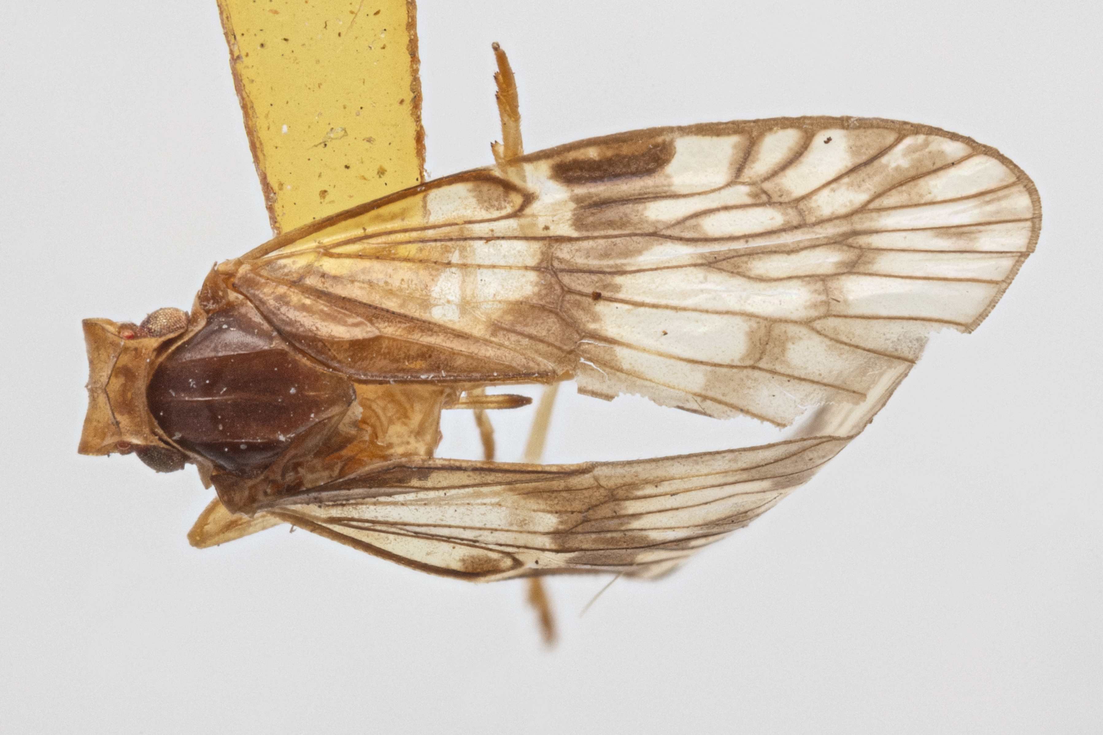 Habitus, dorsal view: !! display not done !! on Bothriocera datuna Kramer, 1983: (Observation).