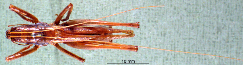 CollectionObject 1503154; f0c49d10-561f-49bc-b3d9-b0650b0cbddf: male habitus dorsal view (holotype). (CollectionObject).