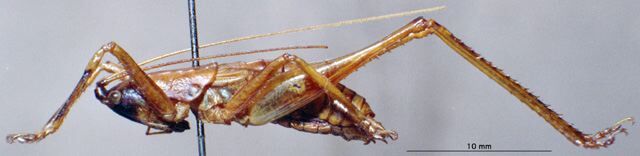 CollectionObject 1504997; 68c01f5c-6ed3-488b-8020-b4833c612f1e: male, lateral view (syntype). (CollectionObject).