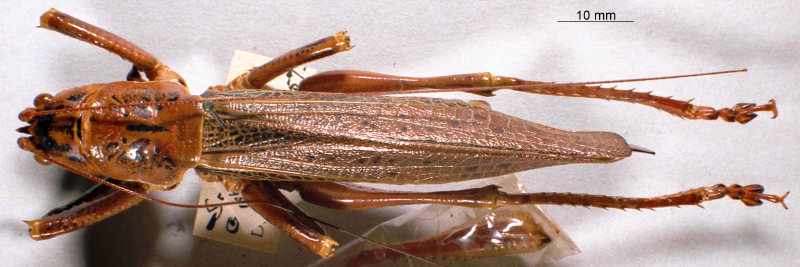 CollectionObject 1516509; NNM 3225861, 40278bcf-aa56-44cb-941d-9ac9a4c5c124: female, dorsal view. (CollectionObject).