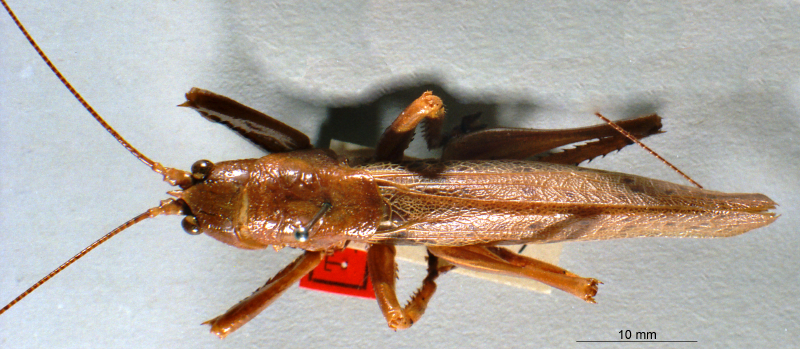 CollectionObject 1516168; 6881e51a-ceb6-49d2-a489-2189c57ba5ca: male, dorsal view (holotype). (CollectionObject).