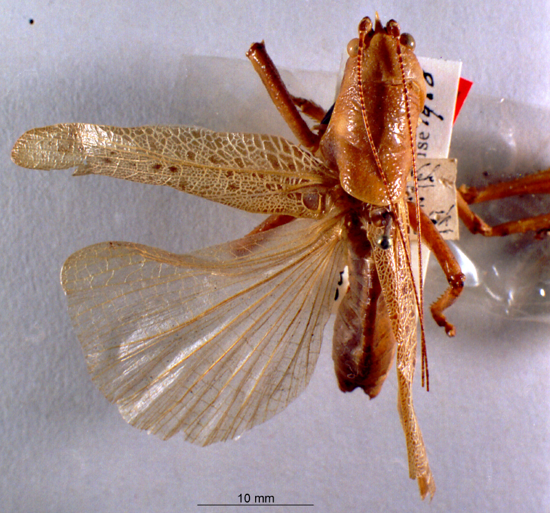 CollectionObject 1516169; c837e483-0a05-4ec7-859f-f346da70b05a: male, dorsal view (holotype). (CollectionObject).