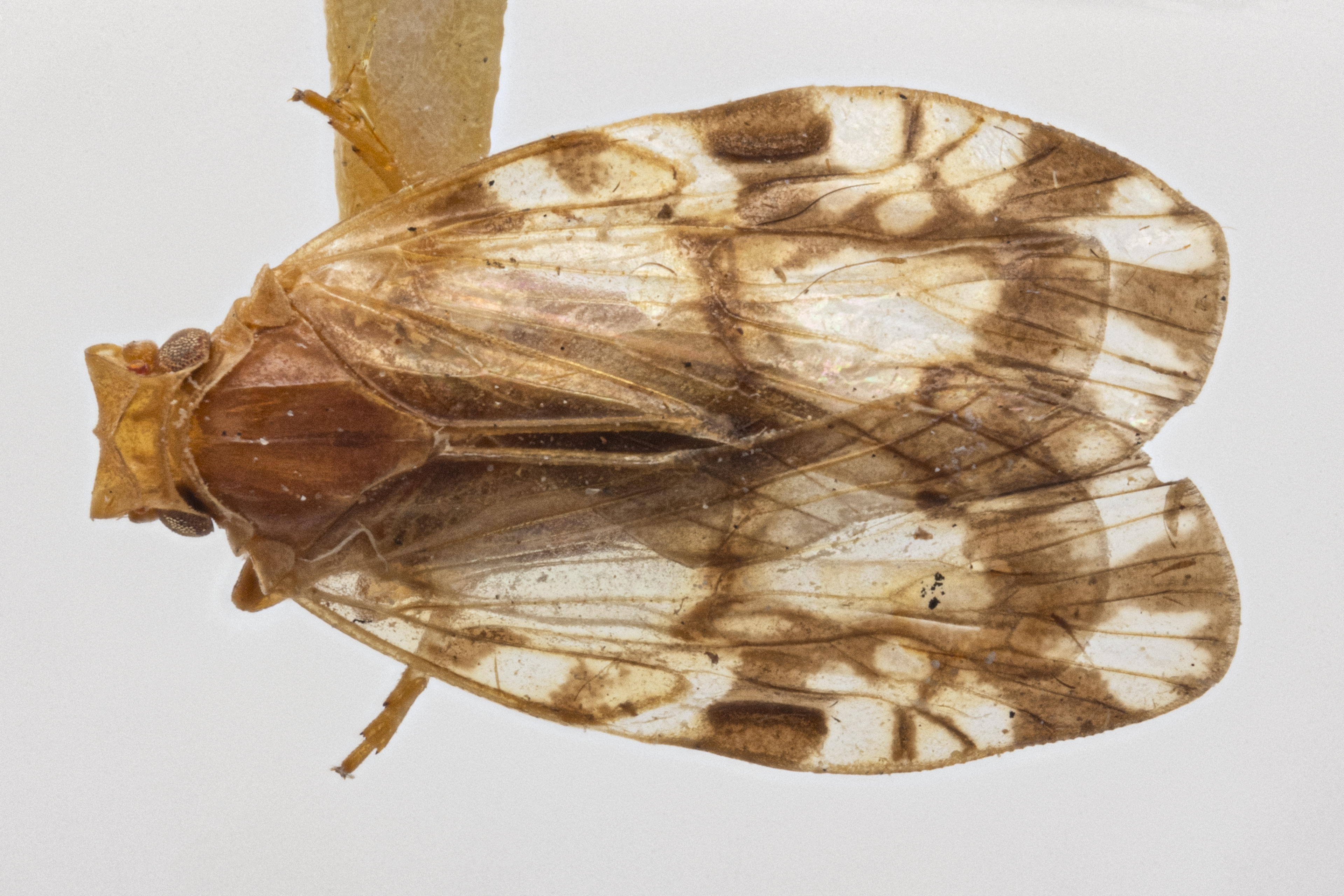Habitus, dorsal view: !! display not done !! on Bothriocera Burmeister, 1835: Bothriocera knulli Caldwell, 1943. (Observation).