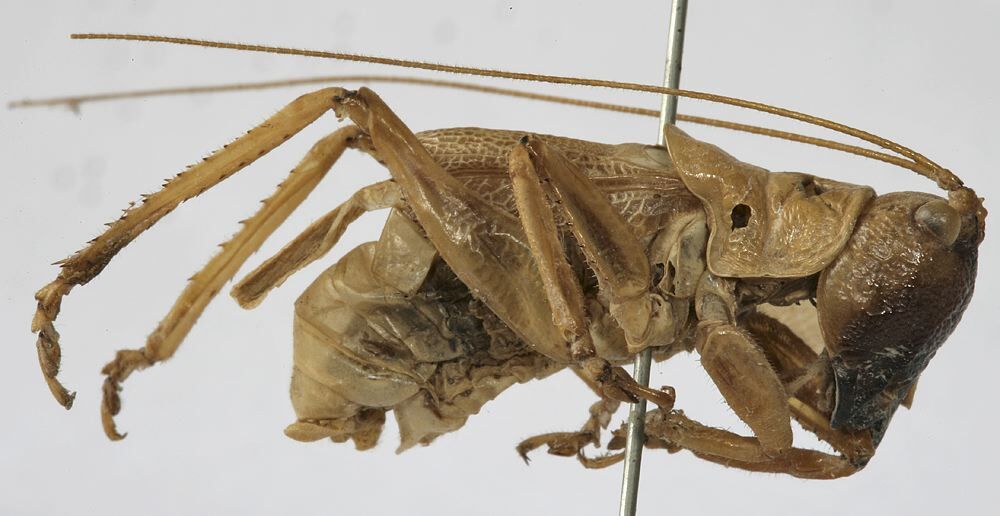 CollectionObject 1539591; fdaddcdd-164e-426c-99e5-99aef7e64b1f, MNHN-EO-ENSIF839: male, lateral view (holotype). (CollectionObject).