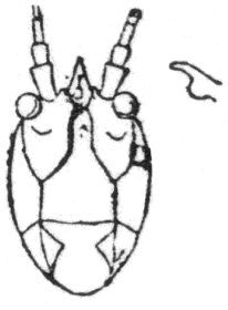 Salomona gamma Redtenbacher, 1891: face. (Otu).