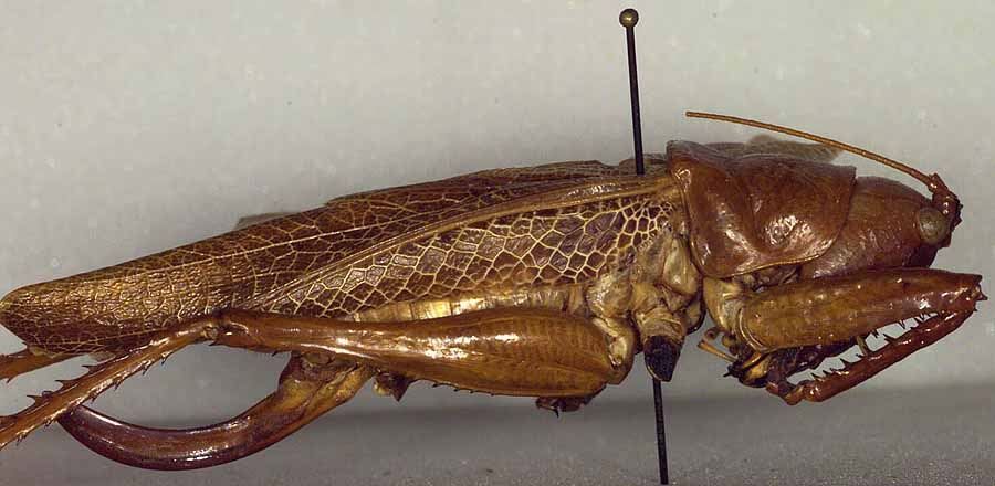 Salomona godeffroyi (Pictet, 1888): female, lateral view (plesiotype). (Otu).