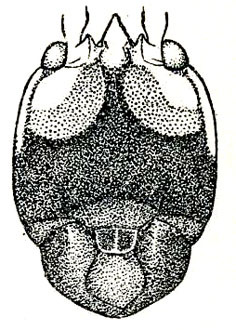 Salomona guamensis Hebard, 1922: Pl. XXII, Fig. 1 (after type). face of female. (Otu).