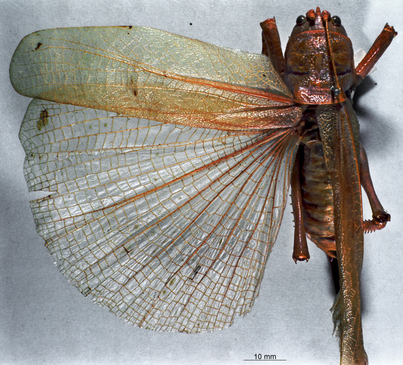 CollectionObject 1516171; cc30cafa-33a7-4b2c-8ead-0d771cb89401: female, dorsal view (holotype). (CollectionObject).
