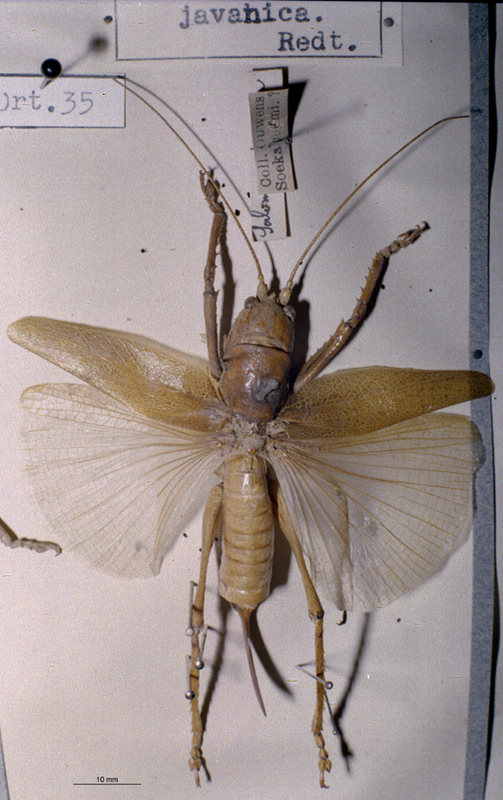 CollectionObject 1503274; MBBJ 3225995, 63dcabe9-07ed-4a23-900a-1017e673f8ef: female, dorsal view. (CollectionObject).