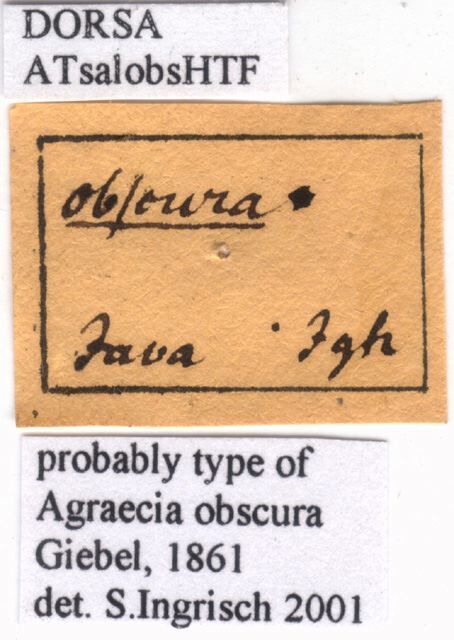 CollectionObject 1538278; 5738096b-5d32-4191-b647-5b6feb98e981: labels (holotype). (CollectionObject).