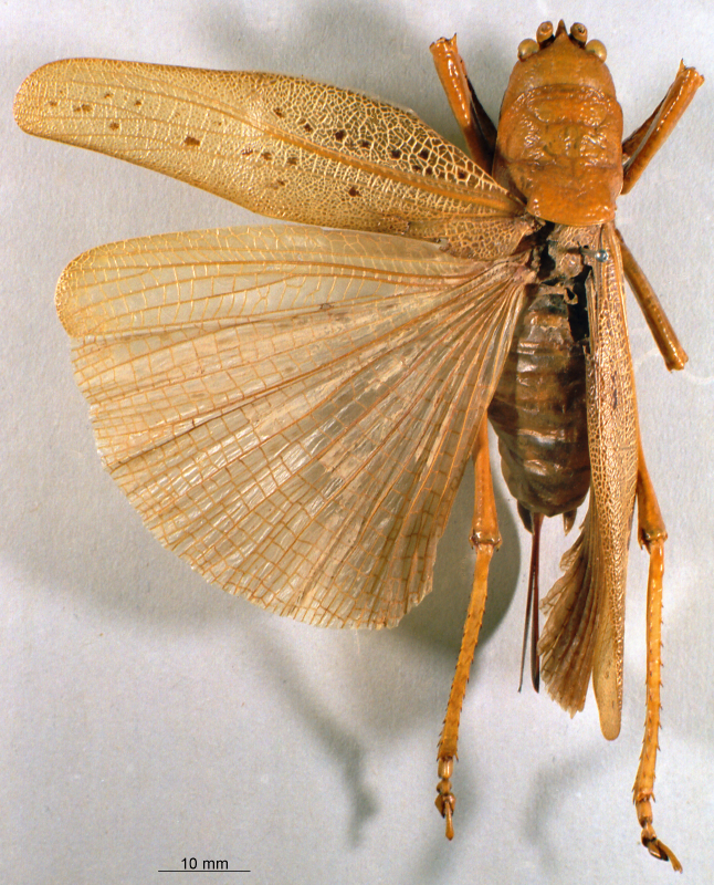CollectionObject 1516518; NNM 3225863, d72e8fe7-0010-4539-96d0-77415ea70587: female, dorsal view. (CollectionObject).