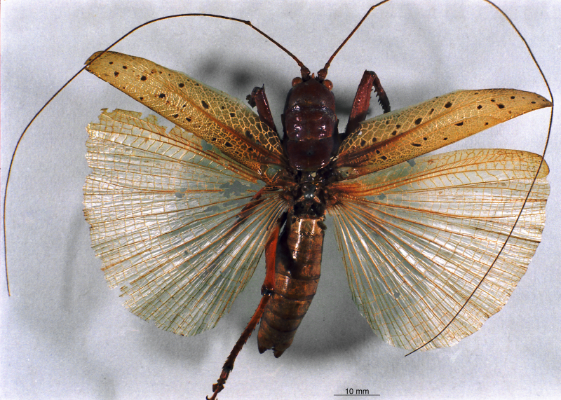 CollectionObject 1516522; NNM 3225851, 7800bf23-c2ba-485b-a089-b665b4d639d9: male, dorsal view (holotype). (CollectionObject).