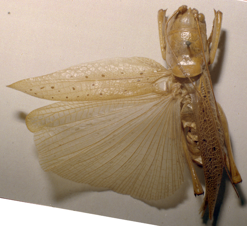 CollectionObject 1503276; MBBJ 3225993, 518b648a-6d79-4336-a39e-55c13c45c2a2: male, dorsal view. (CollectionObject).