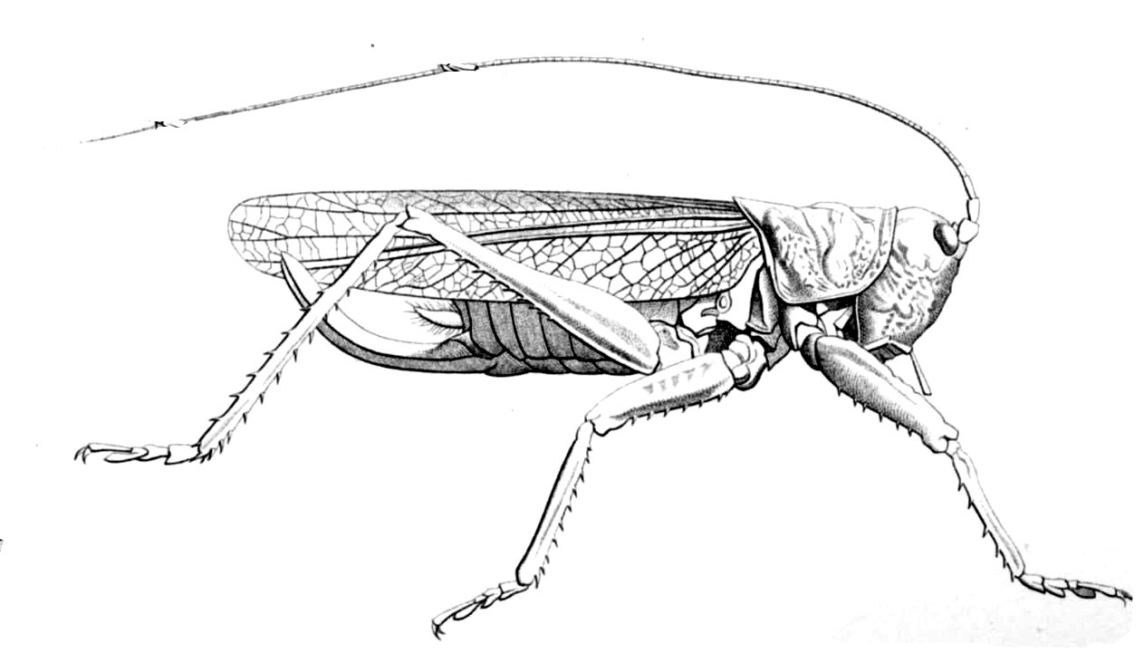 Salomona pupus (Saussure, 1888): Pg. 82, Pl.2, Fig. 28. female, body length 97, pronotum 16, ovipositor 26, tegmen 66 mm. (Otu).