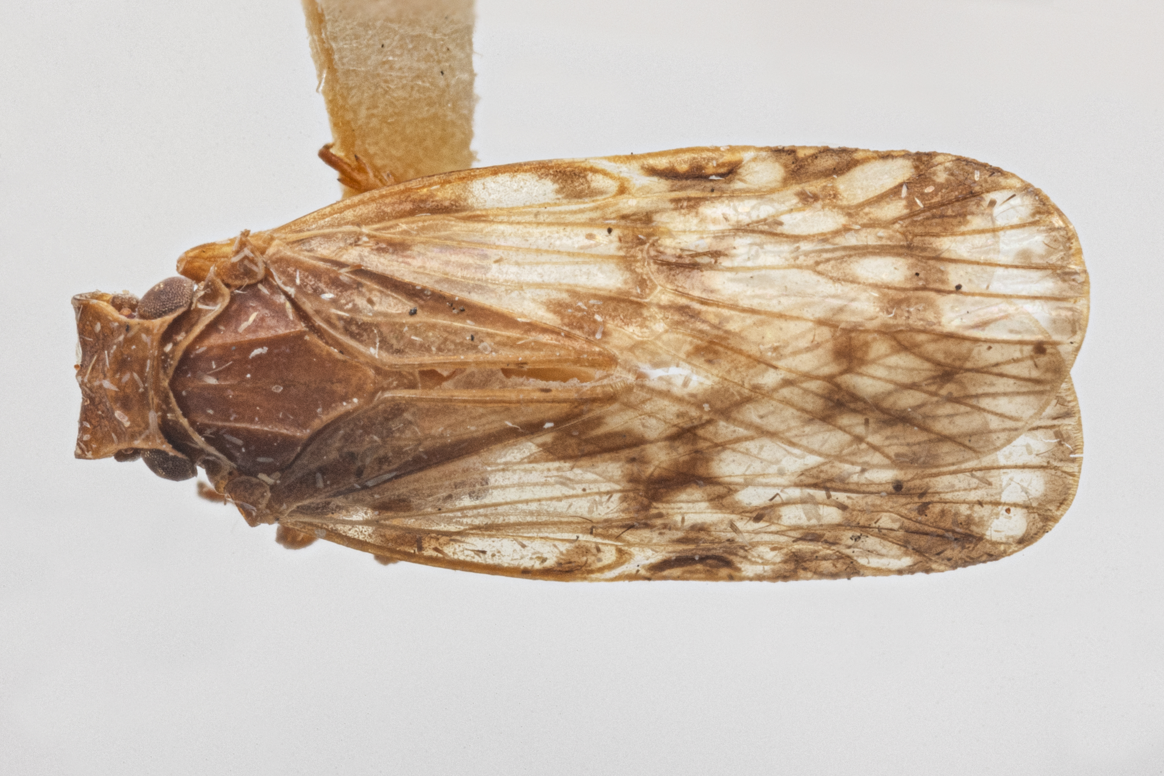 Habitus, dorsal view: !! display not done !! on Bothriocera maculata Caldwell, 1943: (Observation).