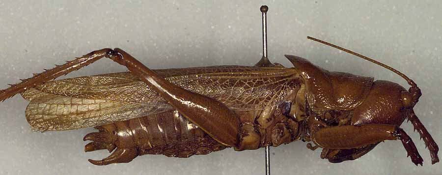 CollectionObject 1500230; cf5ef30d-f32f-4854-81d0-600220cf9bf9: male, lateral view (holotype). (CollectionObject).