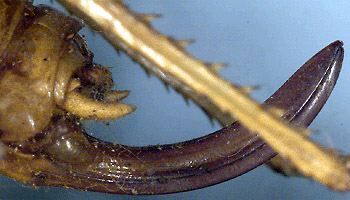 Salomona solida (Walker, 1869): female ovipositor (paralectotype). (Otu).