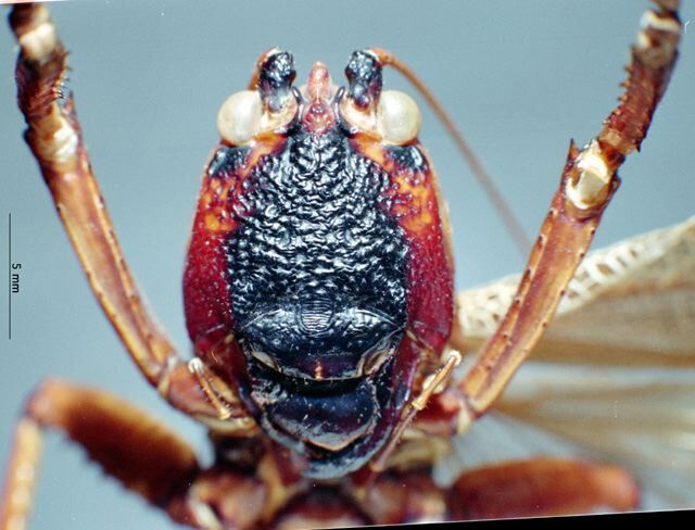 CollectionObject 1505282; 1b66bae3-4e2d-43bf-bc10-92a9274faedc, DORSA FTsalalbHTM: female frons (holotype). (CollectionObject).