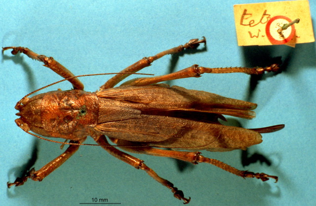 CollectionObject 1516747; 4709088f-be76-4c52-9051-ccde6d67eabe: female, dorsal view (holotype). (CollectionObject).