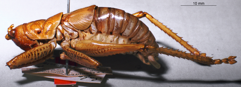 CollectionObject 1516176; bbad3084-bb12-4bd6-acb6-841eb3cb9fc0: male nymph, lateral view (holotype). (CollectionObject).