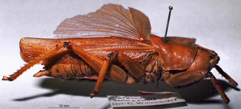 CollectionObject 1516177; 3776cdb9-3dd9-43a7-bec9-a0e1bd4ad325: male, lateral view (holotype). (CollectionObject).