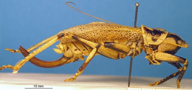 CollectionObject 1521366; 7a8ac8b4-e938-45a9-88d3-b139e25eb501: female, lateral view (holotype). (CollectionObject).